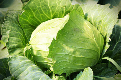 AFARTIOBINA 135 Pc Cabage Seeds Seed(135 per packet)