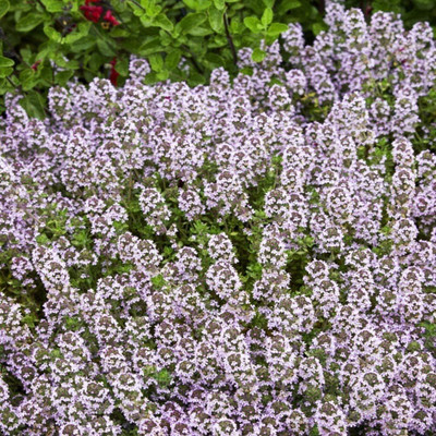 Qualtivate PUAS-9A Thyme Common Heirloom Seed(50 per packet)