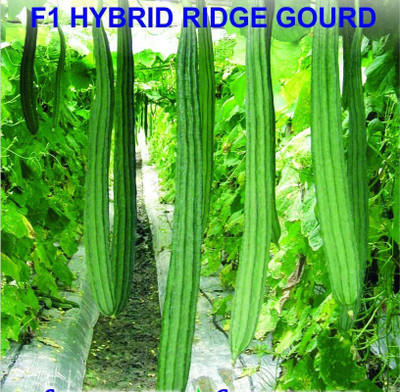 WILLVINE HUA-336 Pure Natural Tori / Ridge Gourd Seed Seed(50 per packet)
