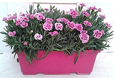 Mozette Exotic dianthus Seed(31 per packet)