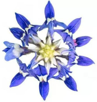 MAA Lupin Seed(11 per packet)