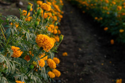 bloomaura marigold/gende ka phool flower seeds Seed(75 per packet)