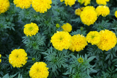 KANAYA marigold/gende ka phool flower seeds Seed(25 per packet)