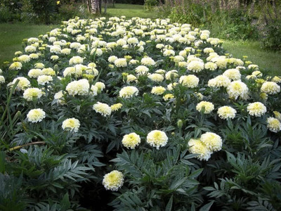 Qualtivate XLR-525 White Marigold Seeds Seed(500 per packet)
