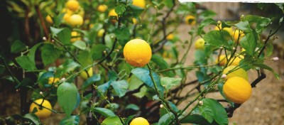 GROWN Kagzi Nimbu Lemon Seeds For Planting & Gradening - 20 Seed(20 per packet)