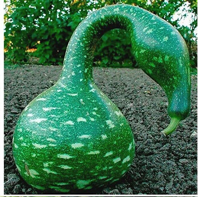 VibeX ® VXI-256 Bottle Gourd Long Vegetable Seeds Seed(50 per packet)