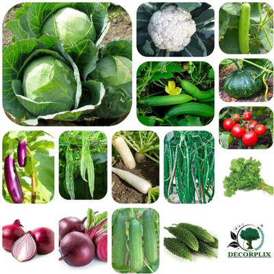 DECORPLIX Vegetable seeds combo Seed(100 per packet)