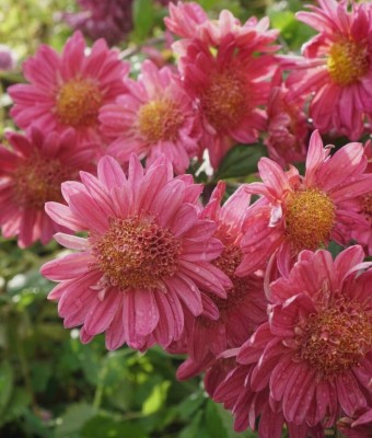 Quentova Chrysanthemum Flower-8V-VIC Seed(100 per packet)