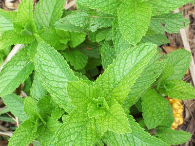 VibeX ® VLR-621 Spearmint Heirloom Herb Seeds Seed(200 per packet)