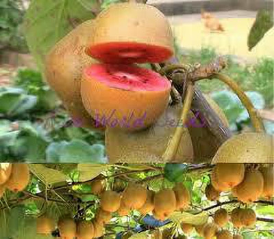 XOLDAA KIWI FRUIT SEEDS HYBRID F1 QUALITY Seed(144 per packet)