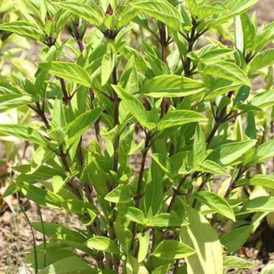 CYBEXIS LXI-90 - Thai Basil Tulsi Ocimum tenuiflorum - (4500 Seeds) Seed(4500 per packet)