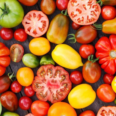 CYBEXIS F1 Hybrid Non-genetically Modified Mix Tomato Seeds1000 Seeds Seed(1000 per packet)