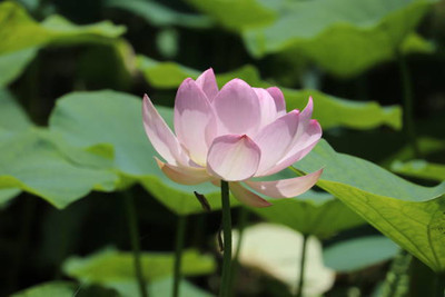 ONUS lotus,kamal seeds Seed(11 per packet)
