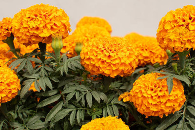 Sunway marigold/gende ka phool flower seeds Seed(75 per packet)