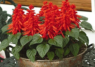 CYBEXIS Hybrid Seeds Salvia Seed(1 g)