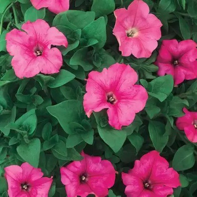 MAA Petunia Seed(10 per packet)