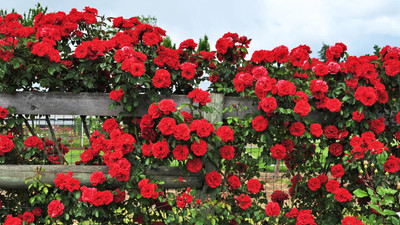 NooElec Seeds India Hybrid Red Climbing Roses Flower Seed(35 per packet)