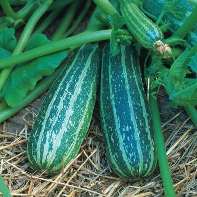 CYBEXIS Seeds of Marrow Zucchini Long Green Trailing100 Seeds Seed(100 per packet)