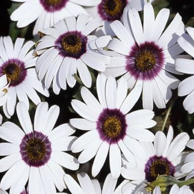 FEVESTA Dimorphotheca White -Biocarve Seed(100 per packet)