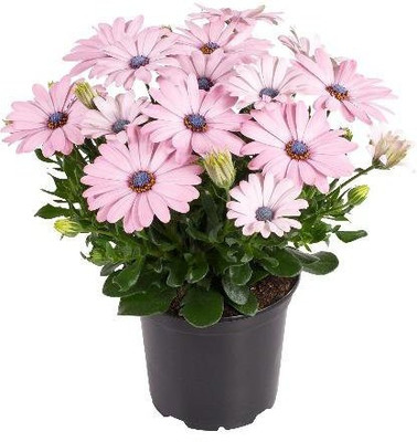 CYBEXIS African Daisy Plant Seeds Flower Seeds Beginner'S Pack Seed(50 per packet)