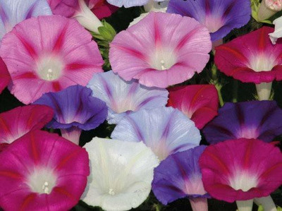 CYBEXIS XLR-91 - Flower F1 Hybrid Good Germination(IPOMIA Morning Glory) - (100 Seeds) Seed(100 per packet)