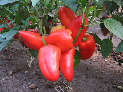 Qualtivate GBPT-5A Red Capsicum Giant Pepper Seed(100 per packet)