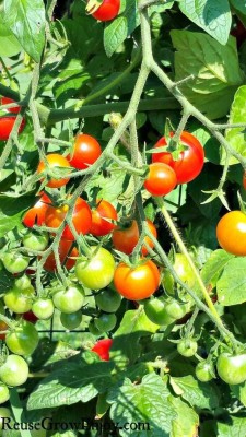 seedargo Seedargo best quality hyride Tomato Seed Seed(150 per packet)