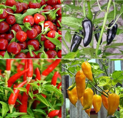 ibains Chilli plant seeds beez 41 Seed(41 per packet)