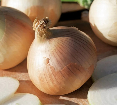 WATIKA Salad ONION Seed(2000 per packet)