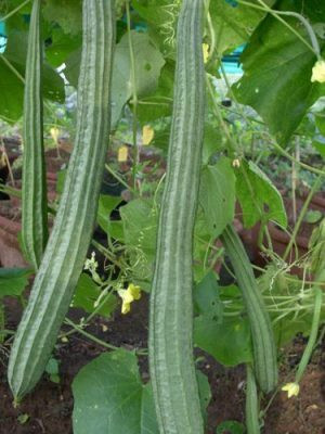 Paudhaa F1 best quality RIDGE GOURD Seed(11 per packet)