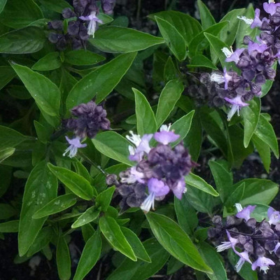 WILLVINE NBIR-4 Licorice Basil 'Anise', Persian Basil Seed(2000 per packet)