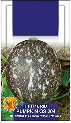 Qualtivate ™ Pumpkin F1 Hybrid OS 204 Vegetable seeds Kitchen Seed(175 per packet)