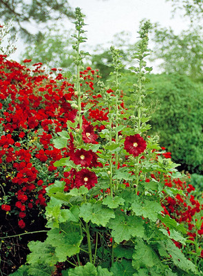 Aywal Hollyhock Double Mix Seed(80 per packet)