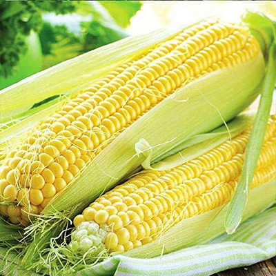 LPR BUTTA , SWEET CORN Seed(50 per packet)