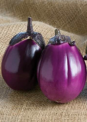 CYBEXIS Brinjal Aubergine – Beatrice (Solanum melongena)2400 Seeds Seed(2400 per packet)