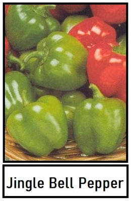 Biosnyg Hybrid Mini Capsicum Seeds For Kitchen Gardening-(100 Seeds) Seed(100 per packet)