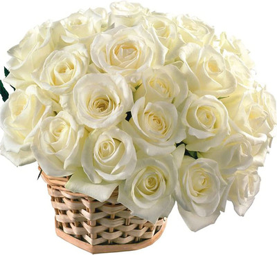 CYBEXIS LX-98 - Flower White Rose - (900 Seeds) Seed(900 per packet)