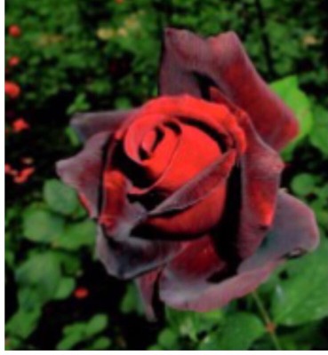 greenfarm NXC- Fragrant Rose Flower Seeds/Organic/ 80 X Seeds ,UUU70 Seed(80 per packet)