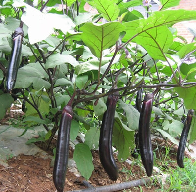 UGRA Long Purple Eggplant Seed(250 per packet)