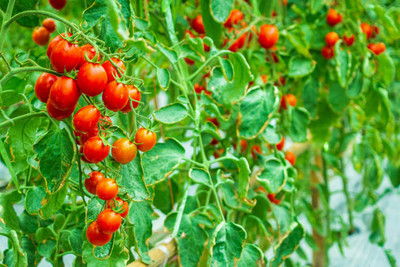 DENWYK tomato Seed(75 per packet)
