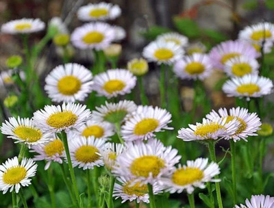 CYBEXIS VVI-38 - Seaside daisy (Erigeron glaucus Albus) - (180 Seeds) Seed(180 per packet)