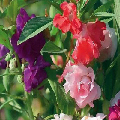 Aywal Balsam Tom Samb from Russia Seed(90 per packet)