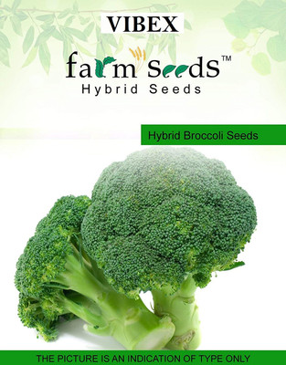 WILLVINE Hybrid Broccoli Seeds-(1000 Seeds) Seed(1000 per packet)
