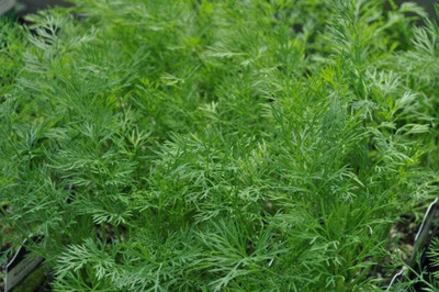 Qualtivate LX-38 Dill Herb Seeds Bouquet Seed(500 per packet)
