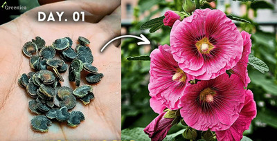 DEYS AGRO ™ double hollyhock flower seeds,flower plant Seed(66 per packet)