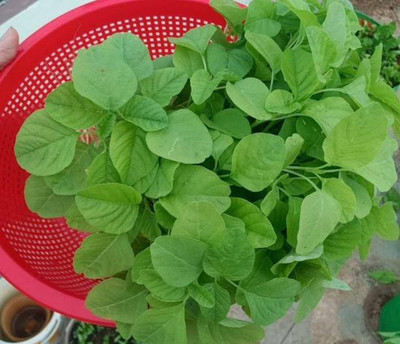 Chalisa Agencies Amaranthus Green Seed(40 per packet)