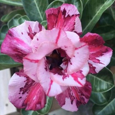 Qualtivate XLL-90 Adenium Obesum Seed Non-GMO Seed(30 per packet)