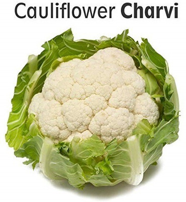 ActrovaX Cauliflower Charvi Nirawin Organic [2000 Seeds] Seed(2000 per packet)