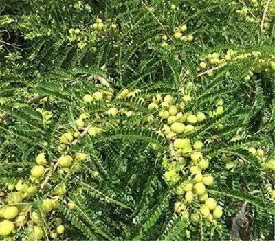 MAA Gooseberry, Amla Seed(67 per packet)