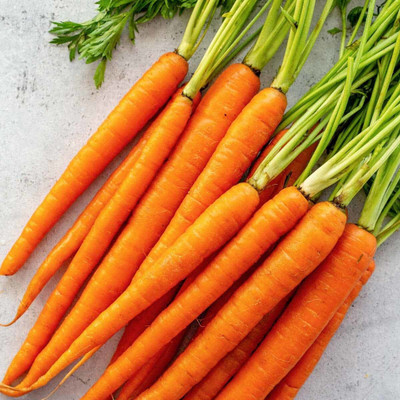 the green dotcom Carrot Seed(102 per packet)